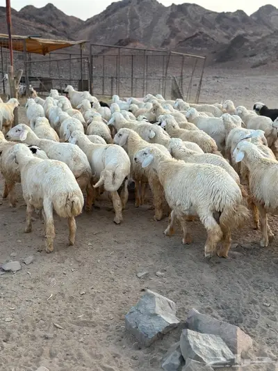 طليان ضحيا بريه طيبه(تم البيع) 1