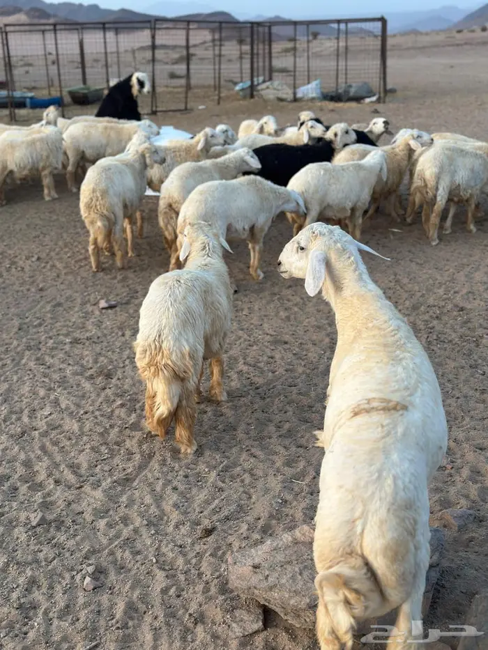 طليان ضحيا بريه طيبه(تم البيع) 0