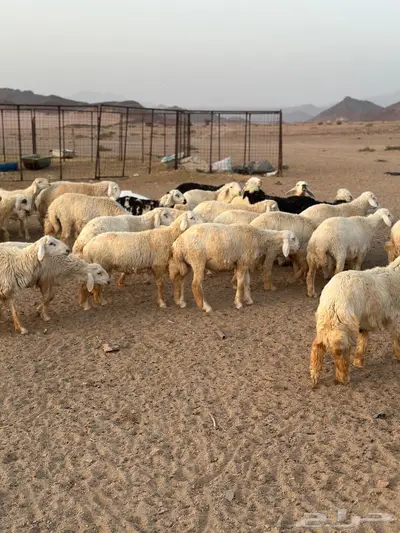 طليان ضحيا بريه طيبه(تم البيع) 2