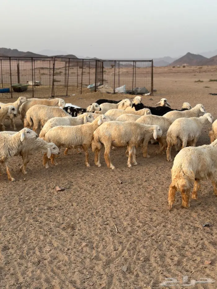 طليان ضحيا بريه طيبه(تم البيع) 2