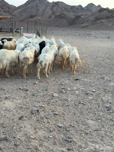 طليان ضحيا بريه طيبه(تم البيع) 3