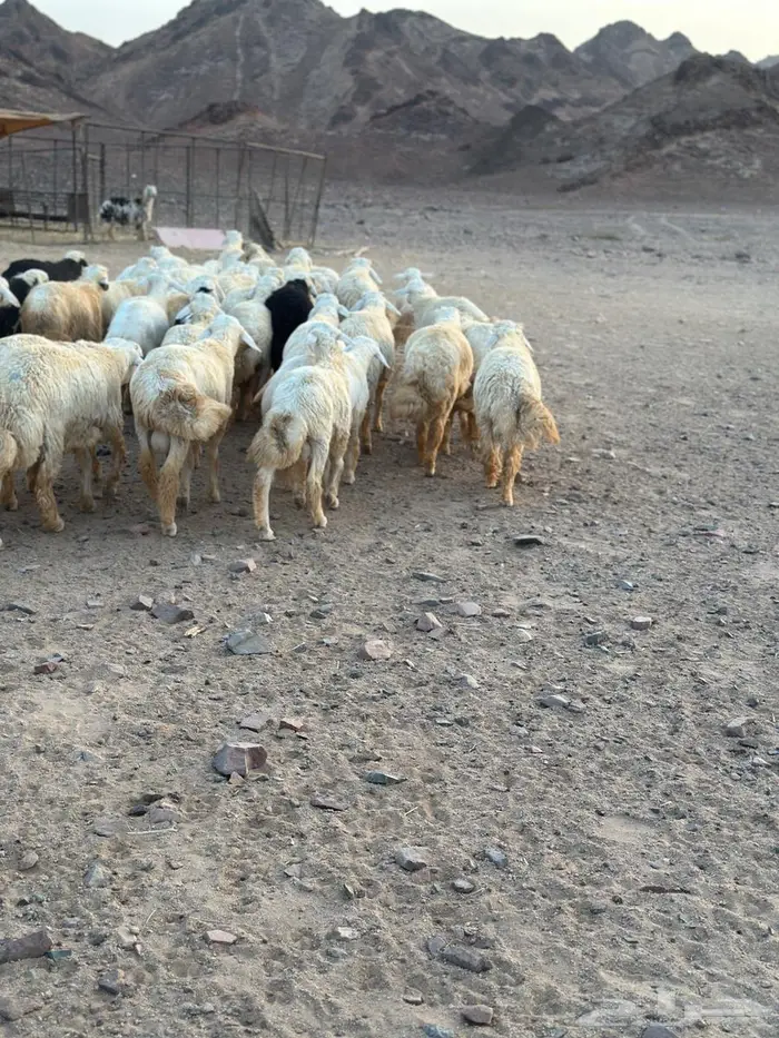 طليان ضحيا بريه طيبه(تم البيع) 3