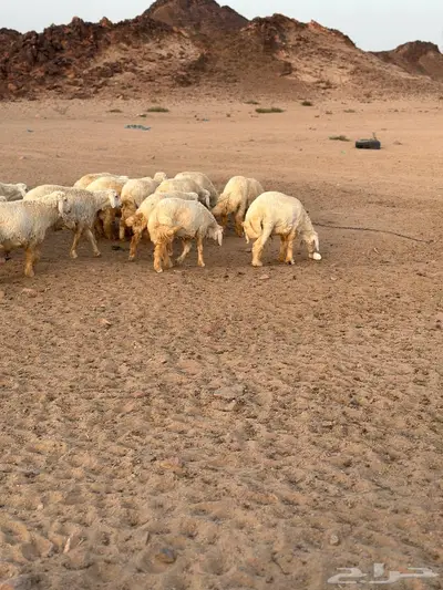 طليان ضحيا بريه طيبه(تم البيع) 4