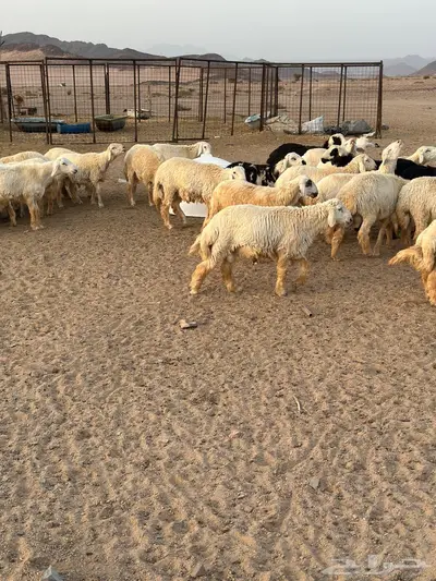 طليان ضحيا بريه طيبه(تم البيع) 5