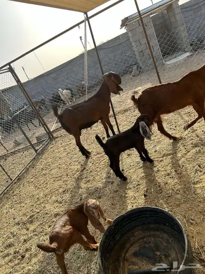 جفرتين ثنيات تم البيع 5