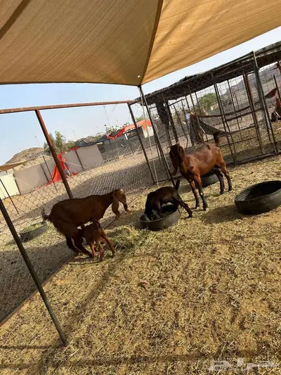 جفرتين ثنيات تم البيع 4