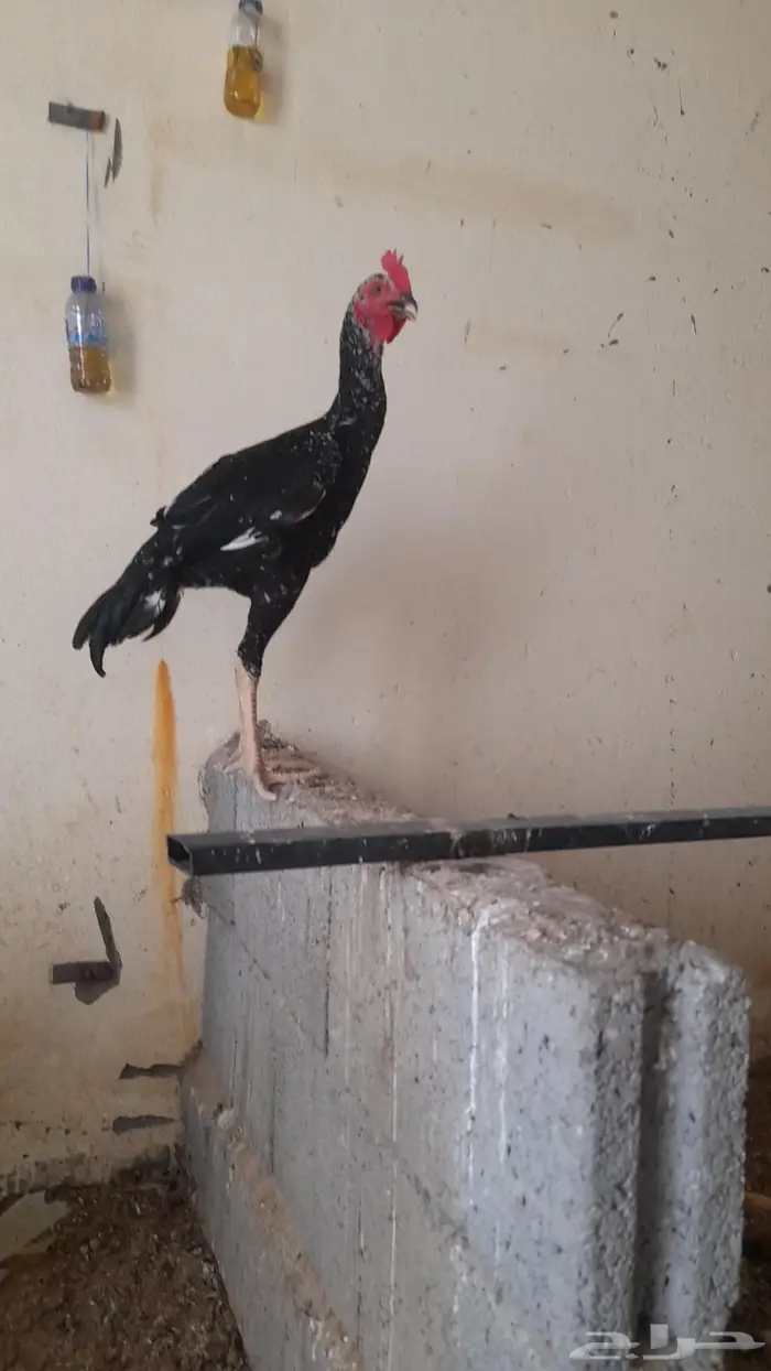 فواخر الدجاج السندي و شانجرا البيور من إنتاج العم غبشان 1