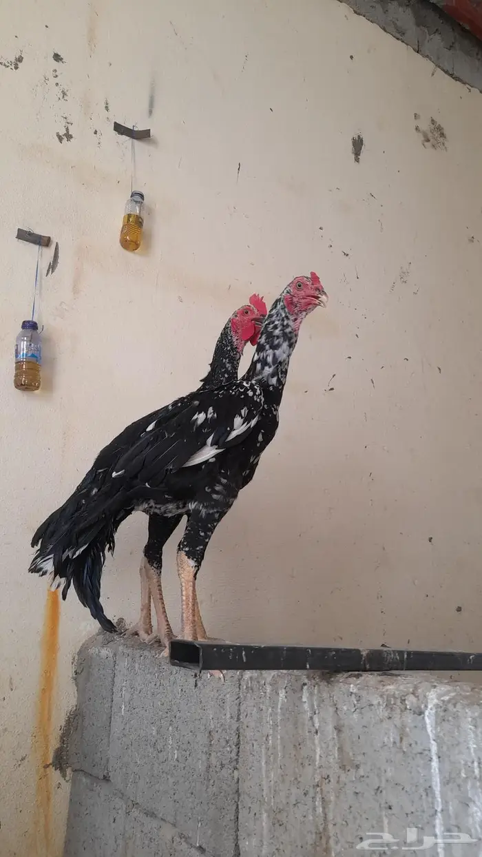 فواخر الدجاج السندي و شانجرا البيور من إنتاج العم غبشان 0