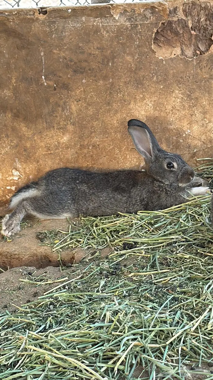 ارانب للبيع 0