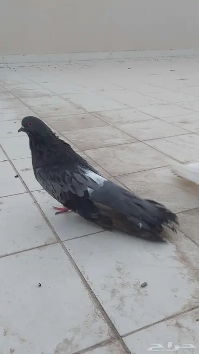 زوج نفاخ قلوبر تم البيييع 3
