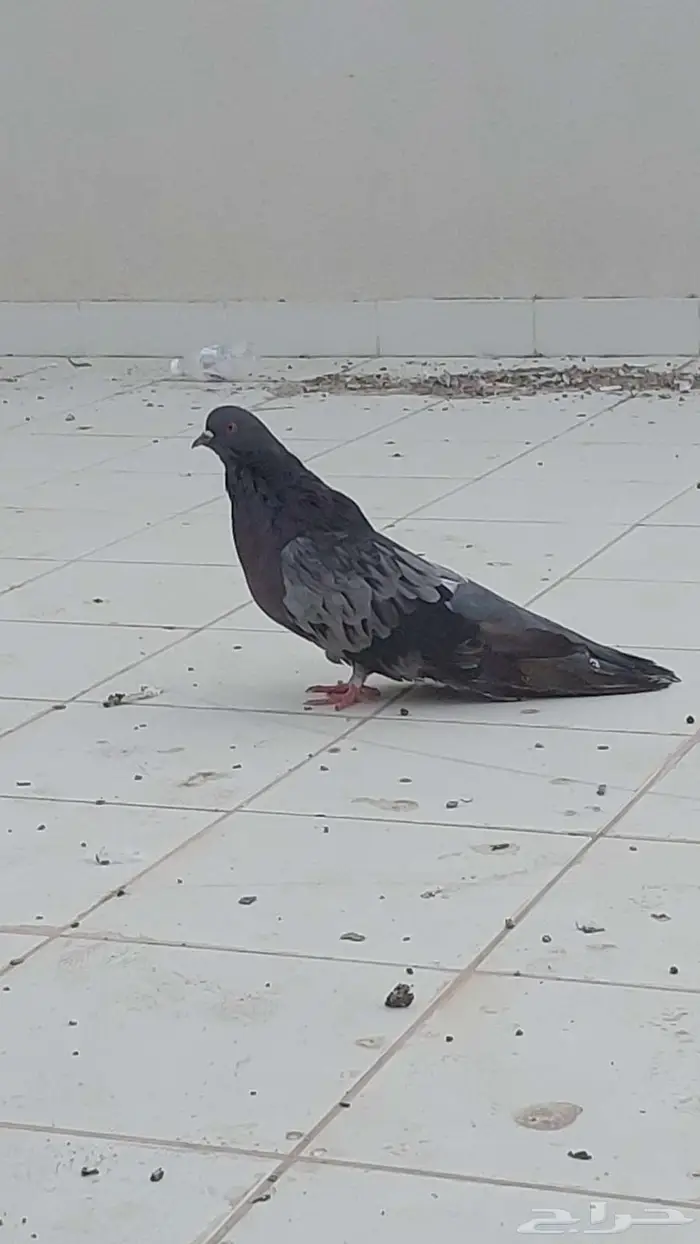 زوج نفاخ قلوبر تم البيييع 6