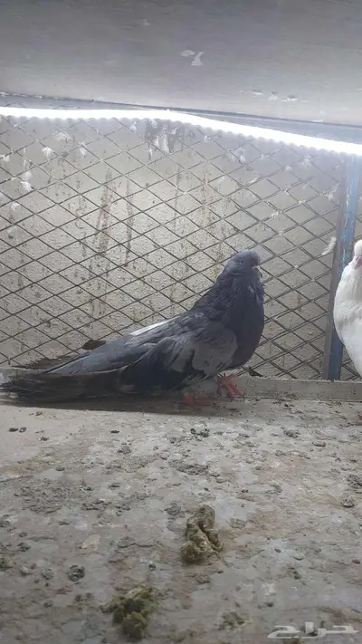 زوج نفاخ قلوبر تم البيييع 1
