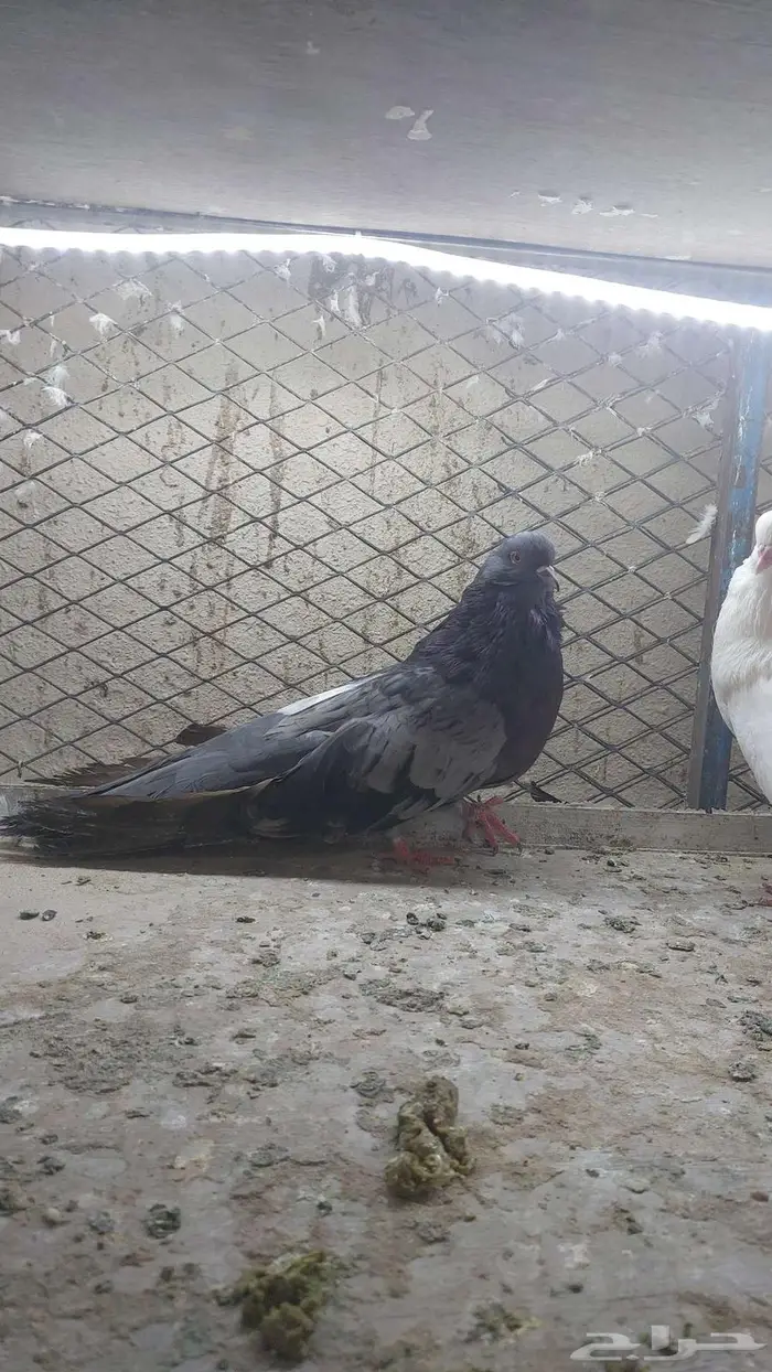 زوج نفاخ قلوبر تم البيييع 1