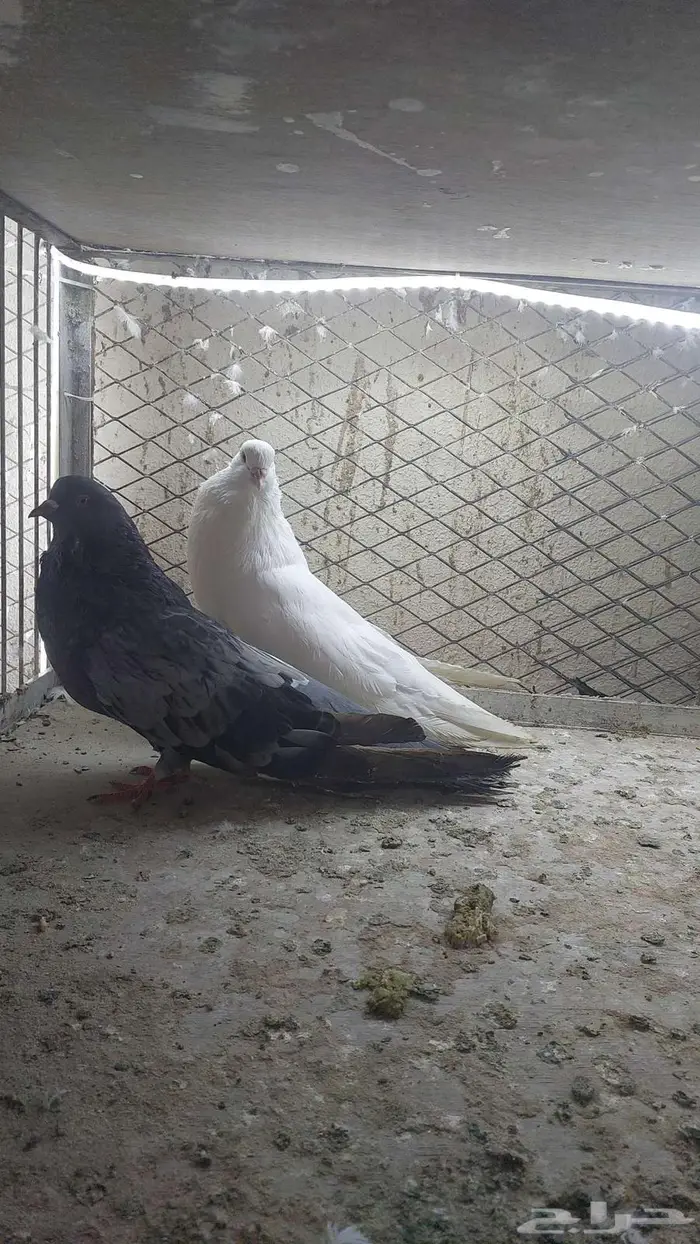 زوج نفاخ قلوبر تم البيييع 4