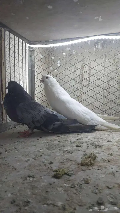 زوج نفاخ قلوبر تم البيييع 2