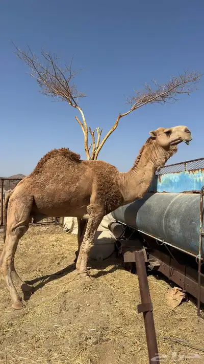 ابل بفحلها 1