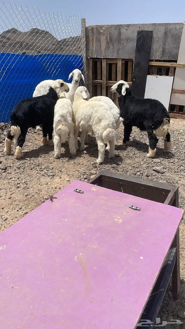 خرفان حري ونجدي ذبايح ثلاجه شي بري ونظيف 1