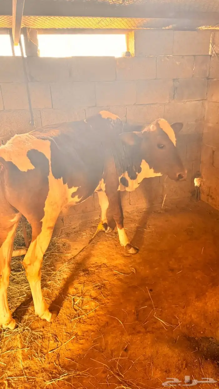 2 عجاله للبيع في محافظة فيفاء 1