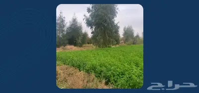 مزرعة للبيع جاهزة 0