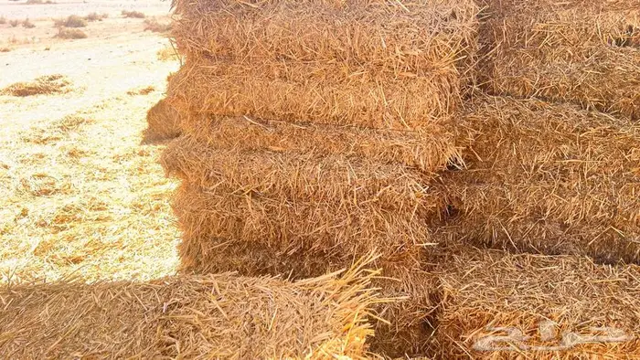 اعلاف بسيطاء 1