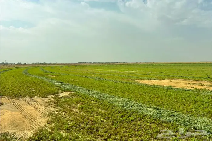 مزرعة للبيع في الرشاوية 9