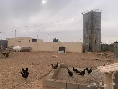 مزرعة للبيع جاهزة 11