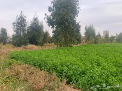 مزرعة للبيع جاهزة 8
