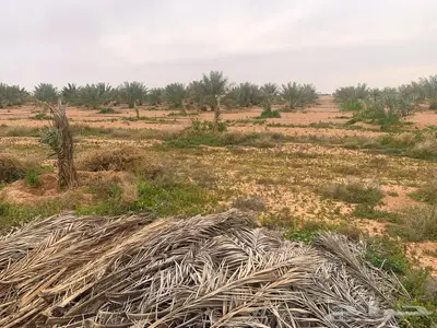 مزرعة للبيع جاهزة 9