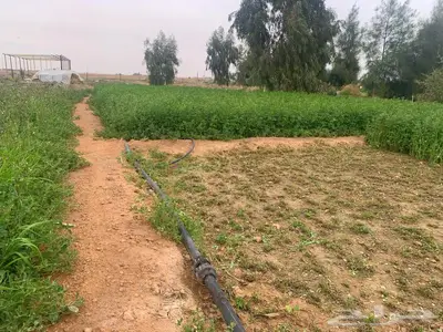 مزرعة للبيع جاهزة 7