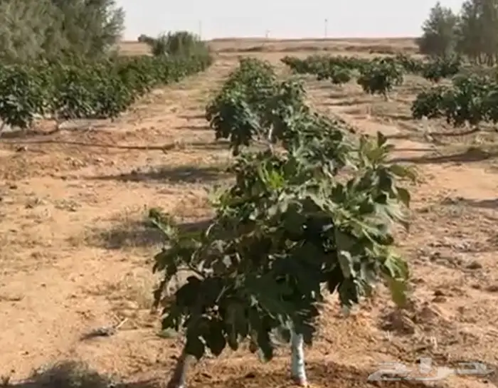 مزرعة للبيع في المركوز غرب رفحاء 2