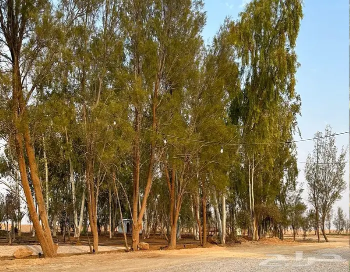 مزرعة للبيع في المركوز غرب رفحاء 3