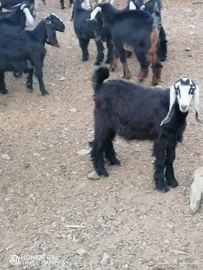 تيوس وجفار 2