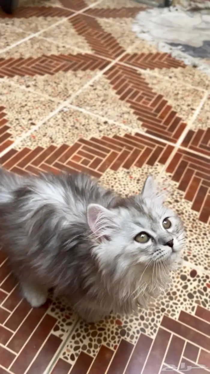 قطط للبيع شانشيلا 3