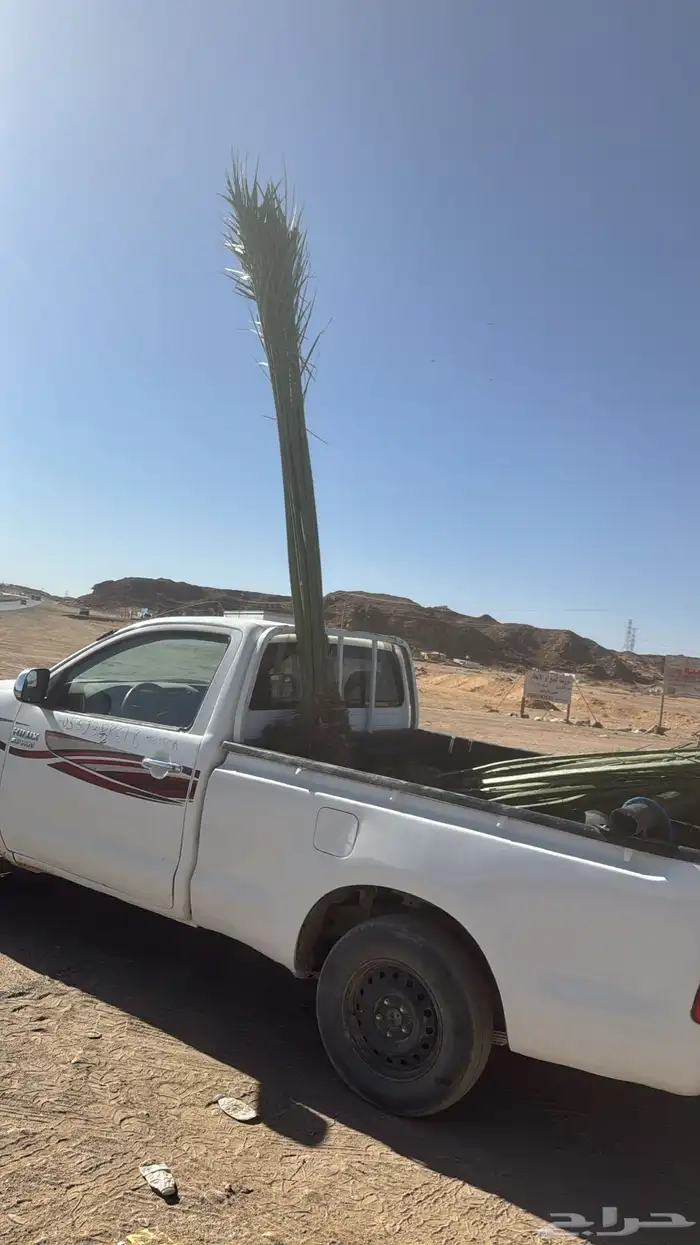 نخيل لبيع 11