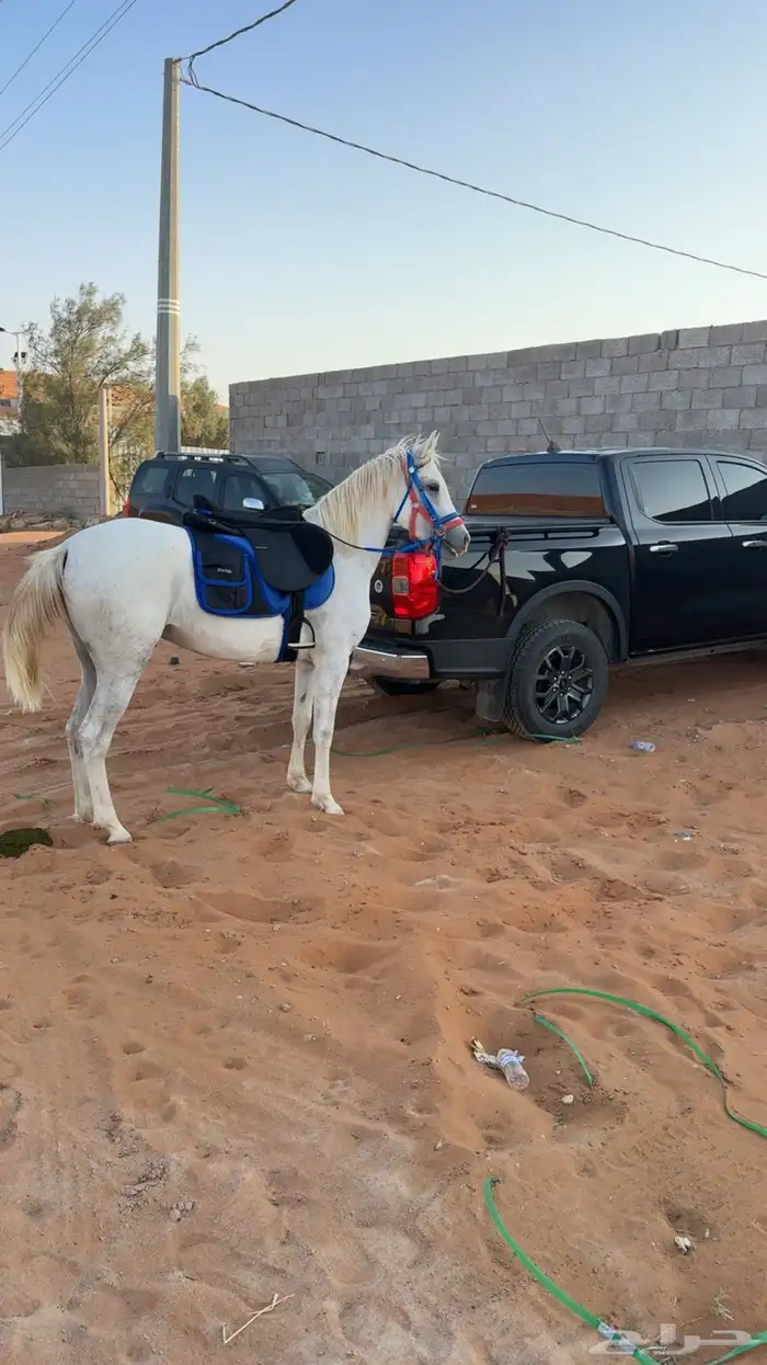 إيواء الخرارة مربط الرهوان 7