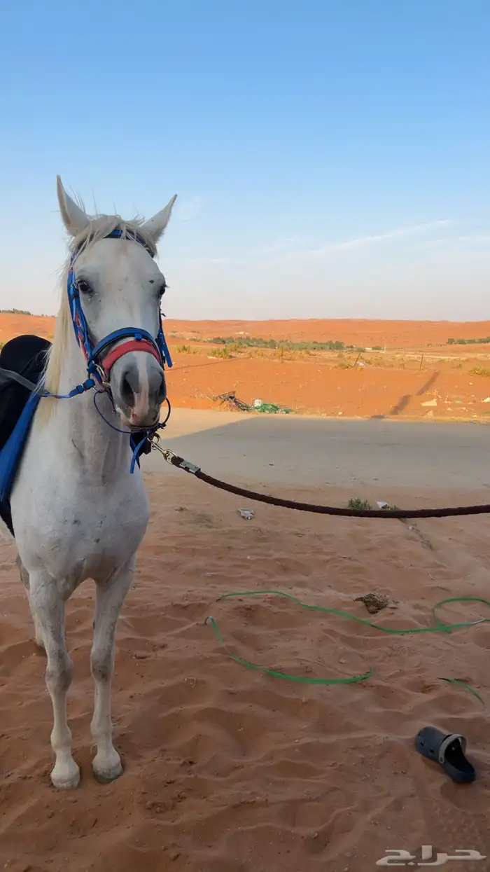 ايواء خيل موقع مميز 4