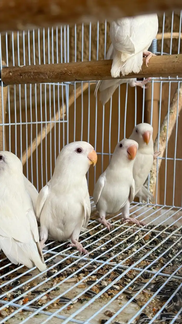 10 طبات روز البينو صااافي أليفه للبيع او للبدل 4