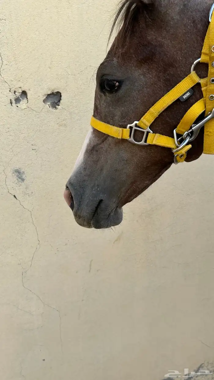 مهر شعبي مزيون 5