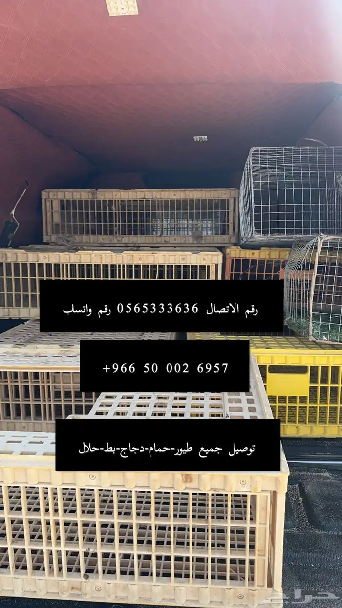 توصيل حلال-حمام-دجاج-طيور 0