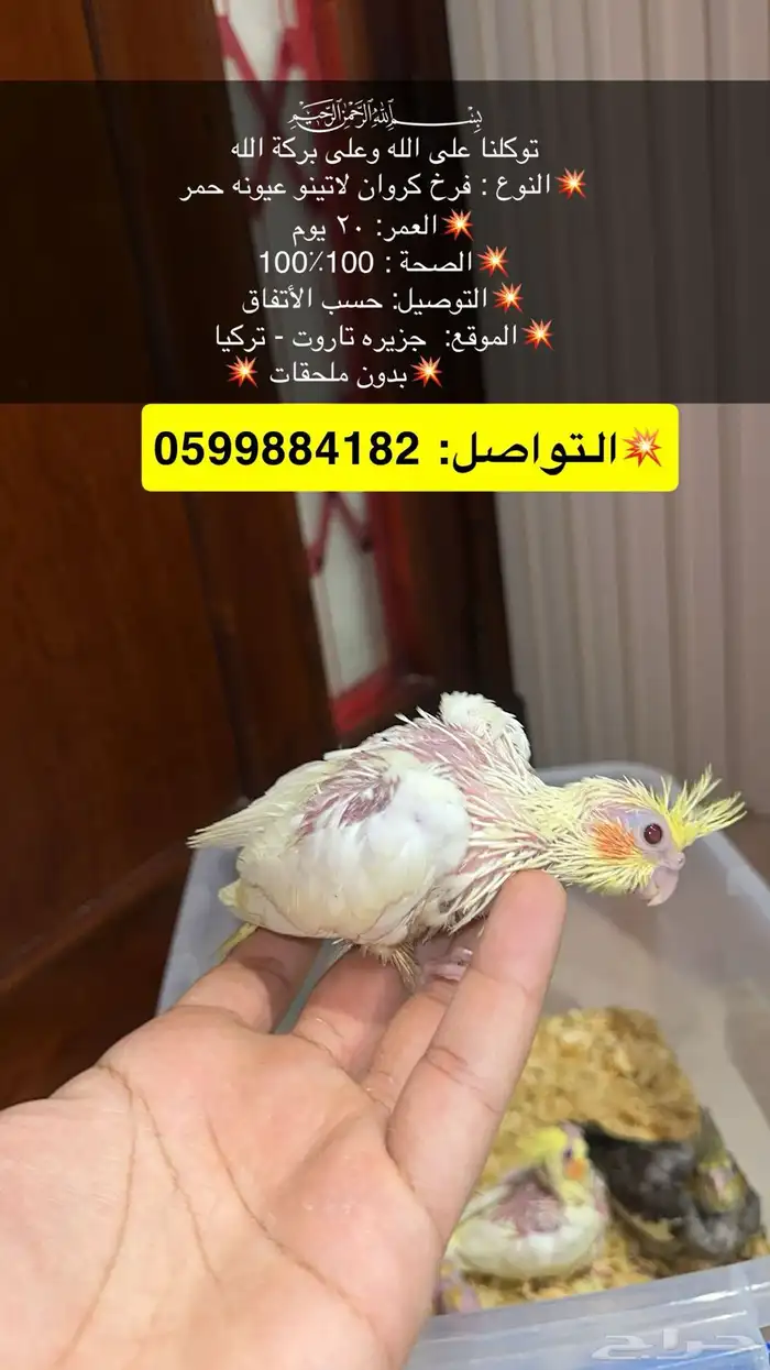 فروخ كروان غر 0