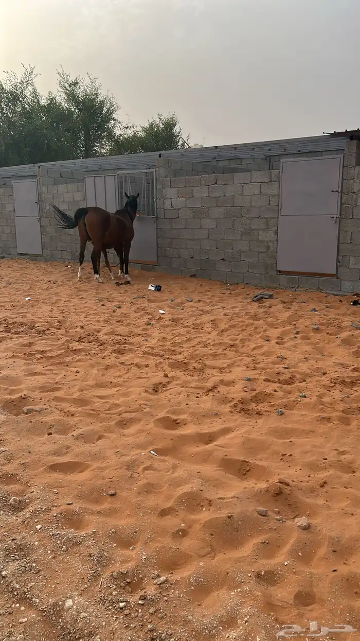 إيواء الخرارة مربط الرهوان 3