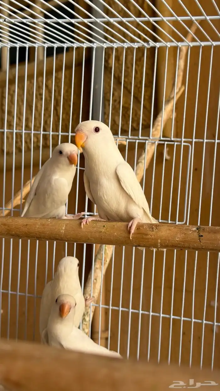 10 طبات روز البينو صااافي أليفه للبيع او للبدل 3