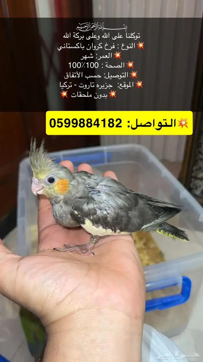 فروخ كروان غر 1