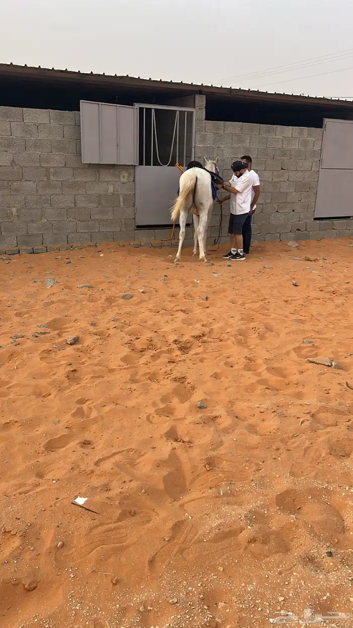 إيواء الخرارة مربط الرهوان 2