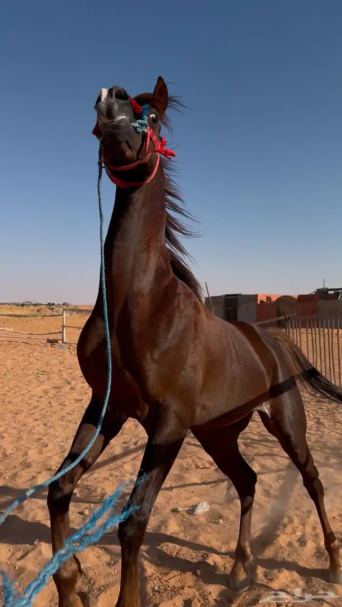 حصان 1
