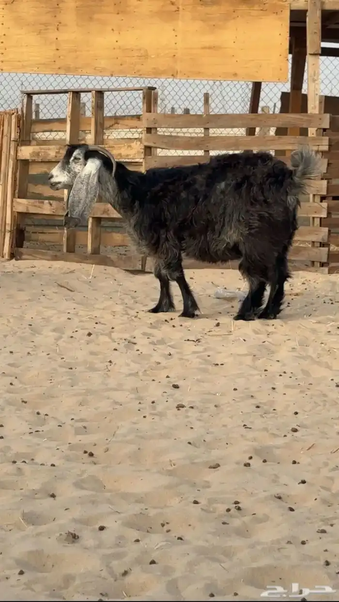 معزاء عوراض 3