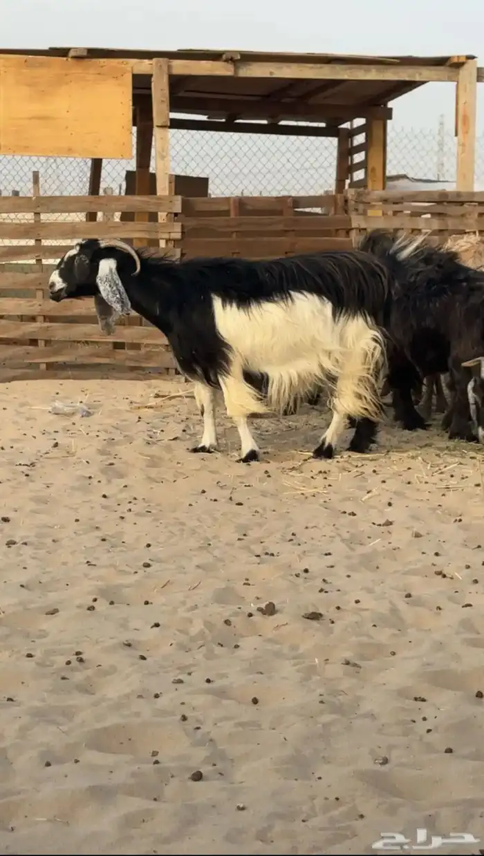 معزاء عوراض 2