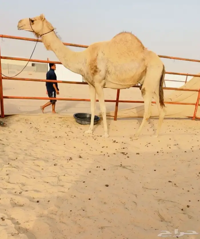 خلفه تحتها بكره 0