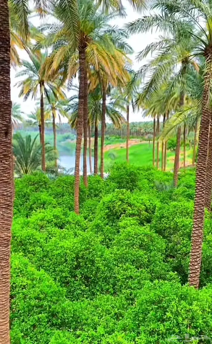 الرياض 1