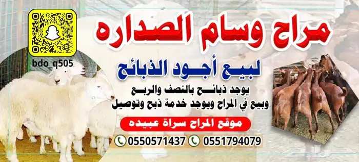 مراح وسام الصداره للذبايح 6